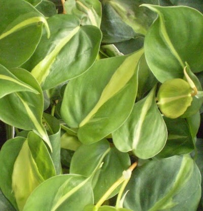 Uno de los mayores retos del sector es garantizar continuidad. Trabajar con previsión permite asegurar partidas homogéneas y disponibilidad constante durante la campaña.

En Ibero Plant apostamos por una producción y distribución planificada que aporte estabilidad a nuestros clientes.

#IberoPlant #PlantaOrnamental