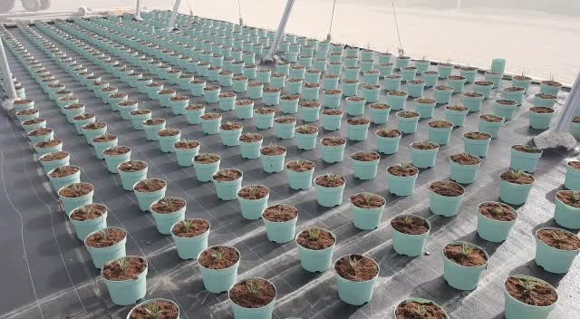 En momentos de alta actividad, la diferencia está en la previsión. Definir pedidos con antelación permite asegurar disponibilidad y trabajar con mayor tranquilidad durante la campaña.

Planificar hoy es responder mejor mañana.

#IberoPlant #PlantaOrnamental