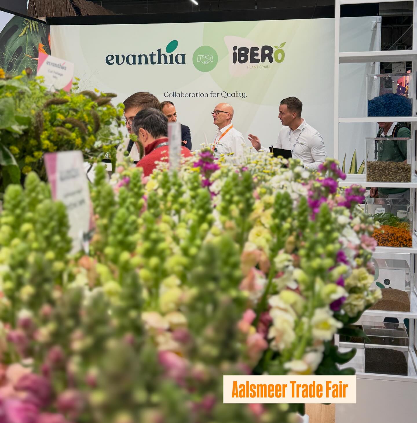 Orgullosos de colaborar con Evanthia, líder en mejora genética y en innovación en semillas y plantas, durante la Trade Fair Aalsmeer 🌸.
Evanthia presenta una colección vibrante de plantas jóvenes, genética de calidad y una pasión compartida por un crecimiento sostenible.
#
✨ Ibero Plant Spain – Raíces españolas, crecimiento global. #iberoplantspain #evanthia #plantel #semilla #planta #esqueje #plantadecalidad #plantsfromspain