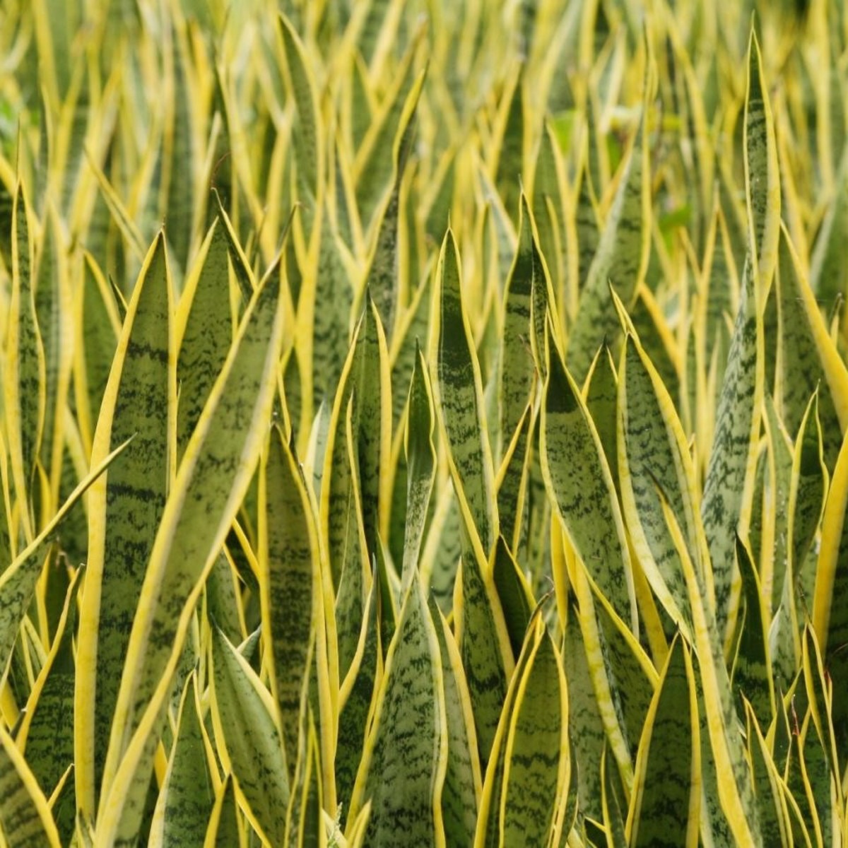 En Ibero Plant trabajamos para viveros, distribuidores y profesionales del sector que necesitan continuidad, homogeneidad y confianza en el suministro.

Nuestro objetivo es facilitar su trabajo con una oferta estable y un servicio alineado con las necesidades reales del mercado.

#IberoPlant #PlantaOrnamental