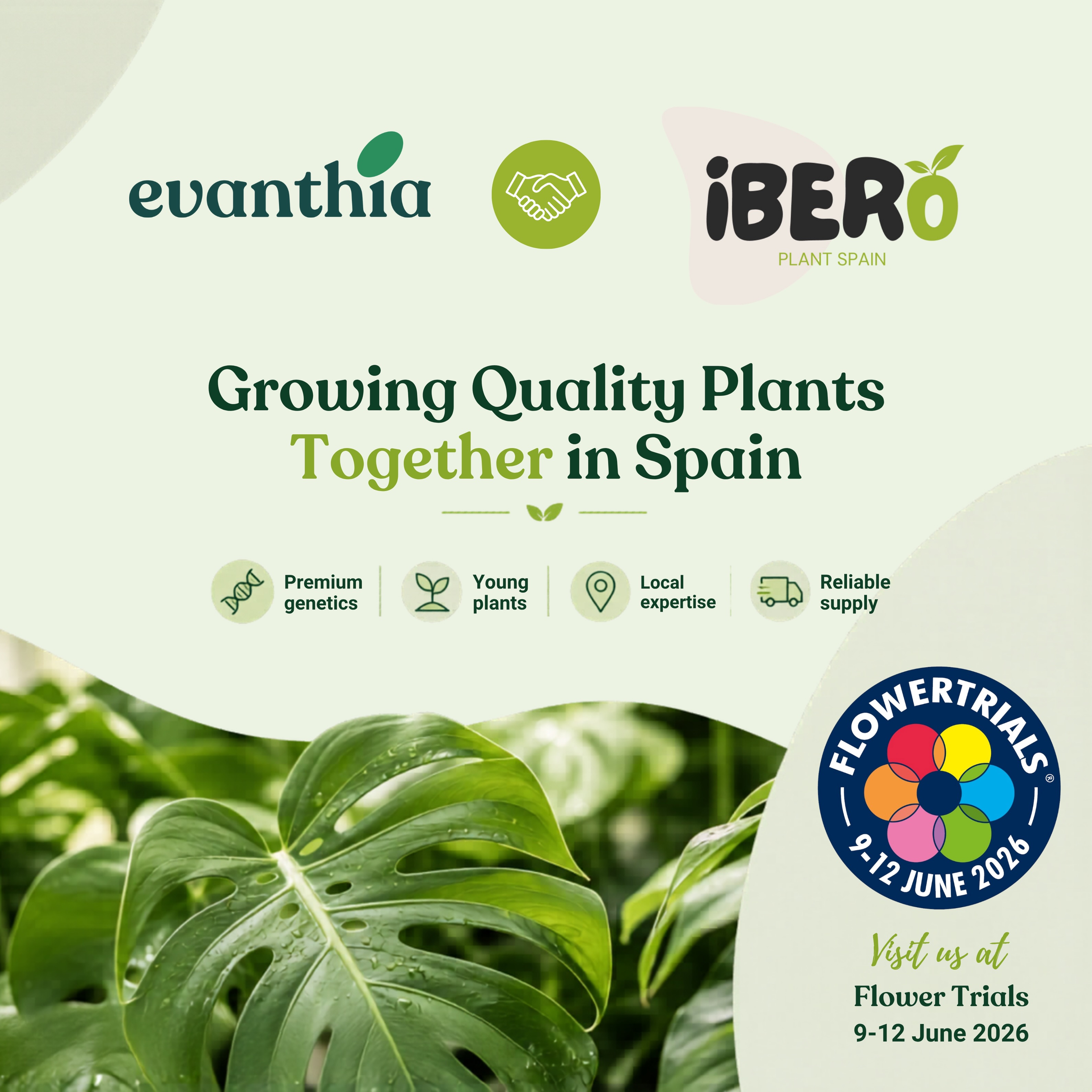 Del 9 al 12 de junio estaremos presentes en FlowerTrials®️ 2026 junto a nuestro partner @evanthia_nl .

Este evento reúne a 58 empresas líderes en mejora genética ornamental y a profesionales de más de 90 países, convirtiéndose en uno de los principales puntos de encuentro para descubrir las novedades que marcarán el futuro del sector.

Si tienes previsto asistir, estaremos encantados de recibirte en las instalaciones de Evanthia para compartir novedades, intercambiar ideas y explorar nuevas oportunidades de colaboración.

📅 9–12 de junio
📍 Evanthia – FlowerTrials®️ 2026

#flowertrials #iberoplant #iberoplantspain #evanthia