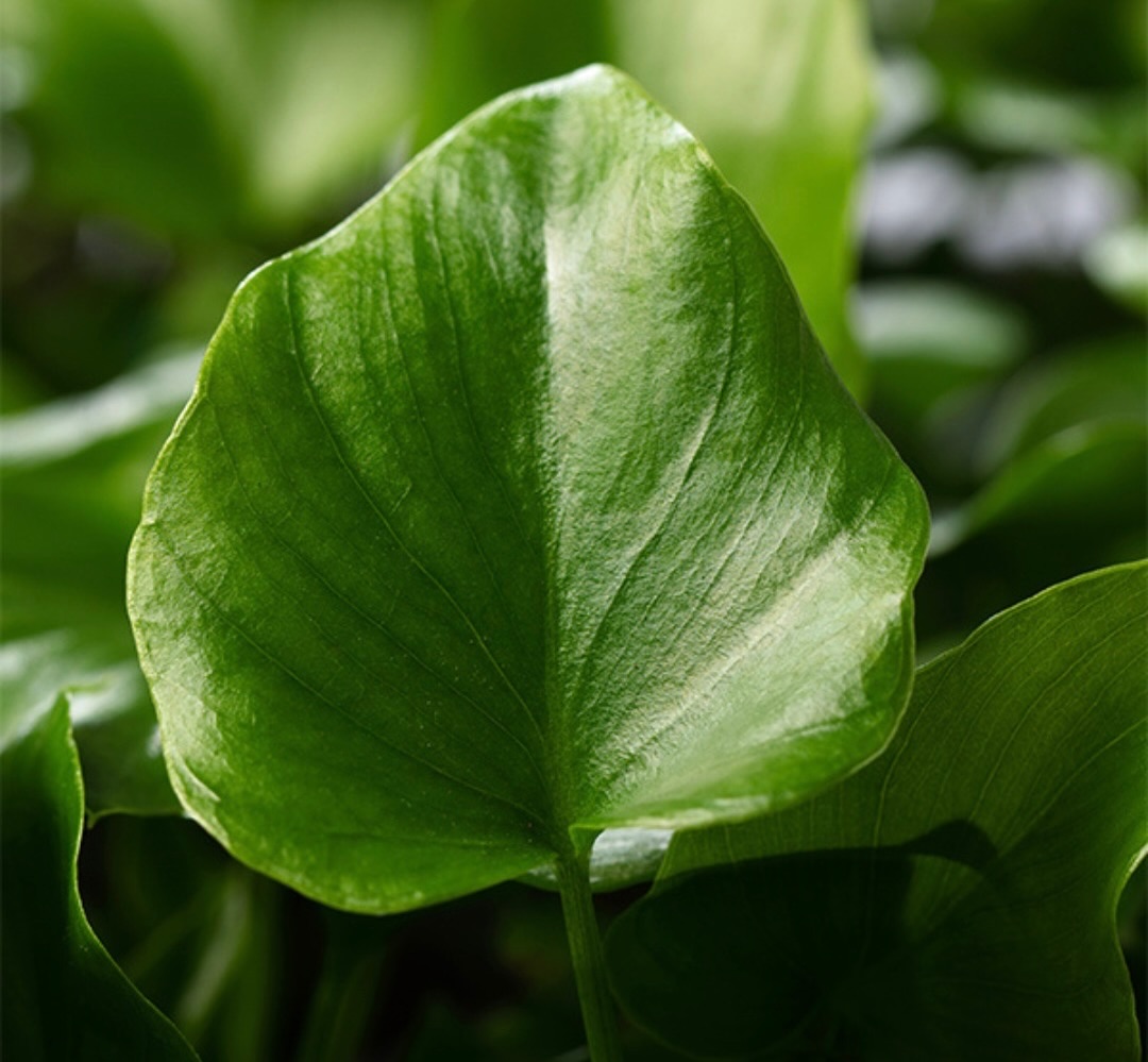 El Philodendron selloum destaca por su porte elegante, resistencia y excelente adaptación, convirtiéndose en una apuesta segura dentro del sector ornamental.

En Ibero Plant suministramos esquejes seleccionados y uniformes, pensados para asegurar un enraizamiento eficiente y una producción estable desde el inicio.

Contáctanos para más información. 

#iberoplant #ornamental