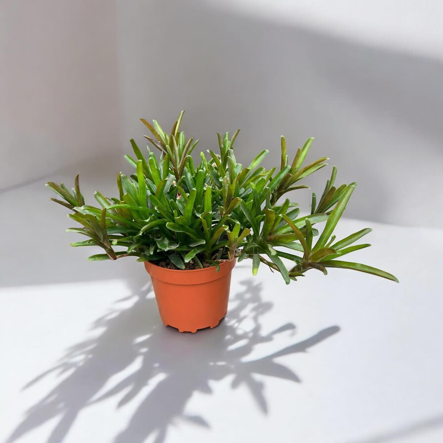 Spectaculair Neoregelia Bush, we offer this plant in a 25cm pot.  Call for info. #plantsfromspain #quality #bestplant #neoregelia #iberoplantspain #almeria #elejido #plant #pflanz
