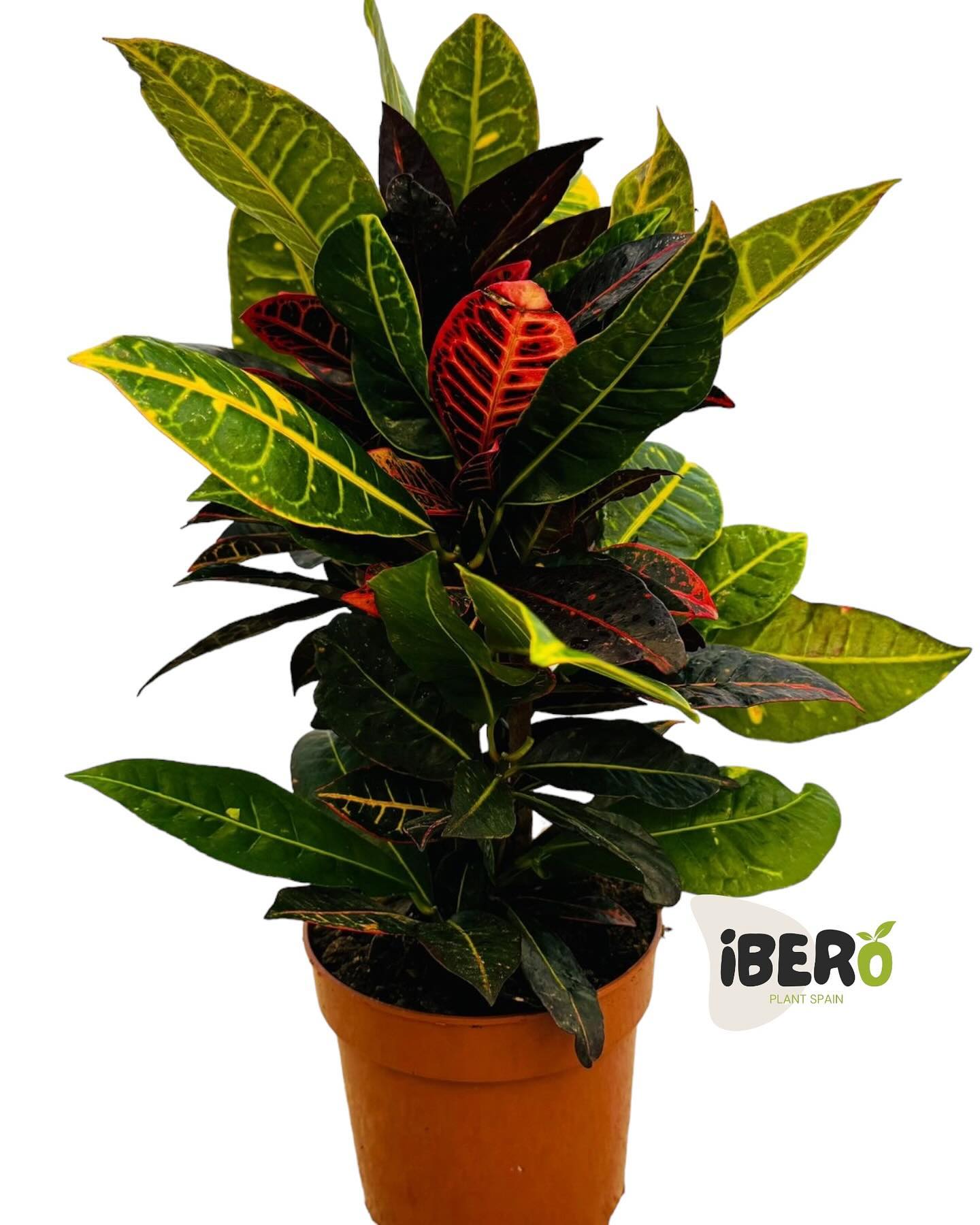 Codiadeum, those vibrant colours from the Spanish sun, the strength and the colour from our croton are so different #codiadeum #croton #plantsfromspain #qualityplants #almerimar #iberoplantspain #bestplants