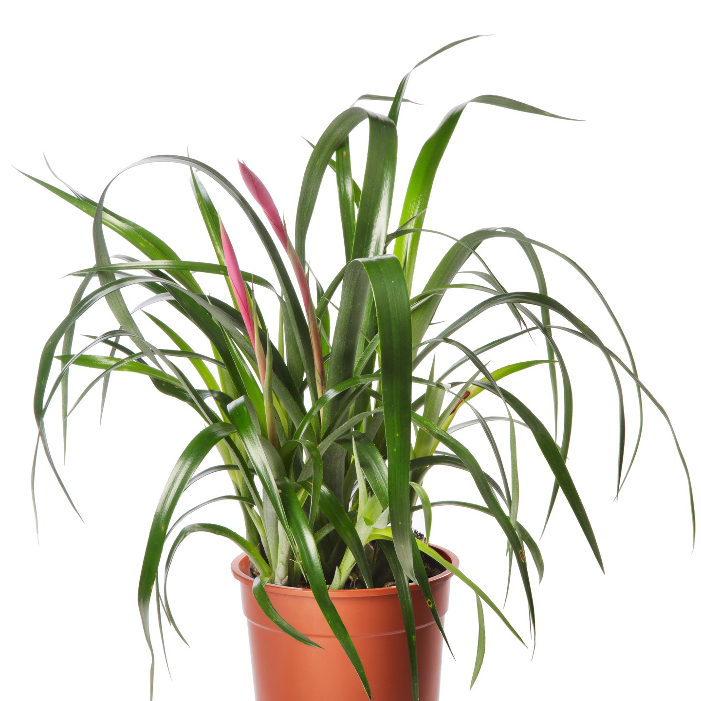 Bilbergia, an unknown plant for many, we will have them soon available. do not hesitate to contact us #plantsfromspain #bilbergia #qualityplants #almerimar #iberoplantspain #plantexport #pflanzenausspanien #gartencenter