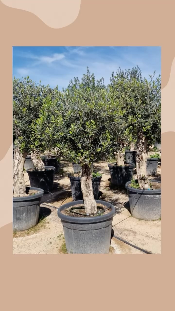 Olive trees grown in Andalucia | Spain. #olive #olea #plantsfromspain #olijf #oliva #tree #garden #plants #spring #fruhjahr