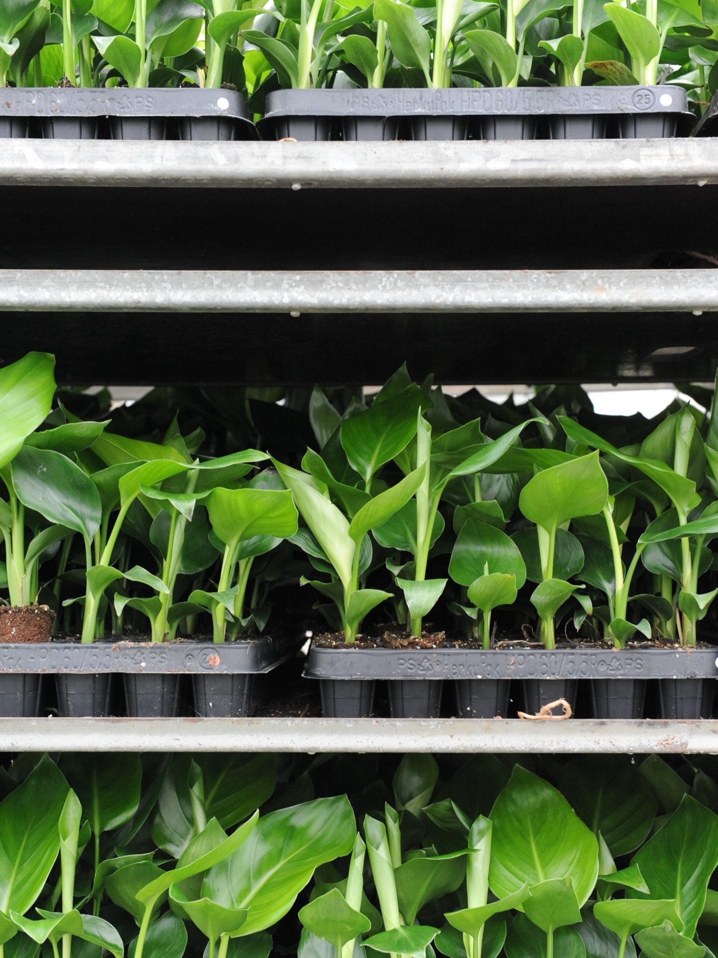 Disponibilidad de semillas y plantel de Strelitzia Reginae 🌱 esta popular planta subtropical de follaje es un producto de gran éxito dentro de nuestro catálogo, gracias a su crecimiento robusto, su naturaleza resistente y sus icónicas flores naranjas y azules. 

Además, también tenemos disponibilidad de variedades como Nicolai, Juncea y Mandela Gold. 

Escríbenos para mas información 

#iberoplant #strelitzia #nicolai #reginae