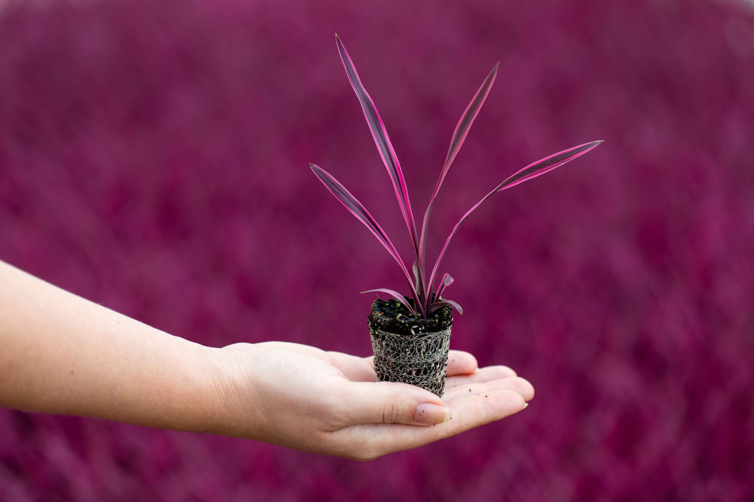 Cordyline_Pink_Passion_Evanthia_20190829-G0066 (2)