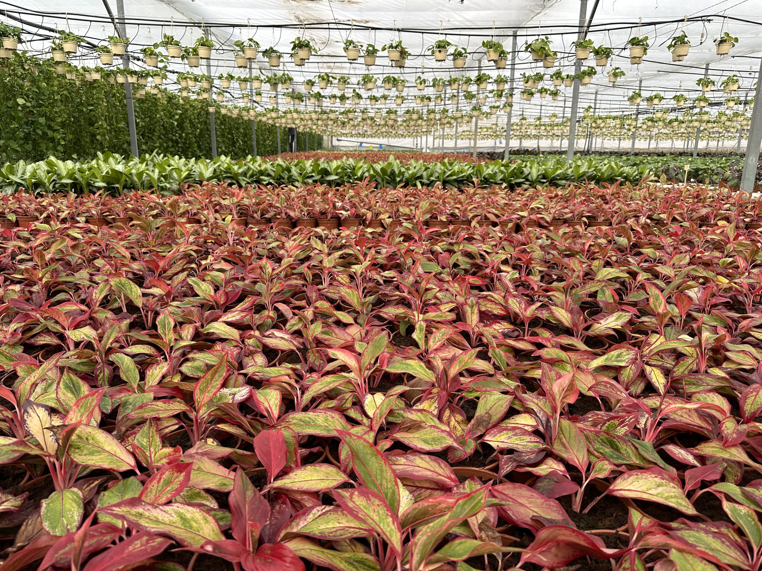 Aglaonemas + pothos-3