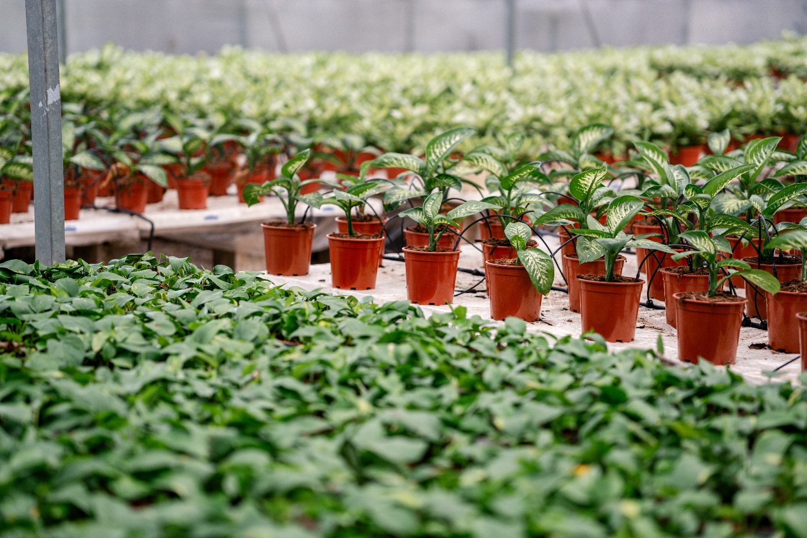 Foto 14-5-24, 21 35 11 (3)